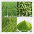 Top quality green tea powder matcha powder from GMP factory